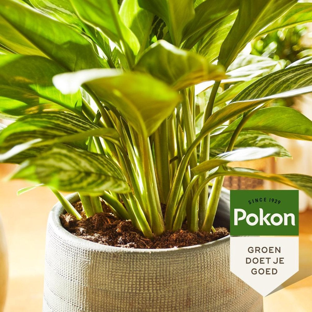 POKON GROENE PLANTEN VOEDING 500 ML