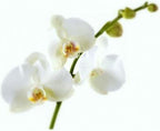ORCHIDEE VOEDING 500 ML