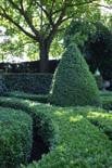  BUXUS-AZ 800 GRAM