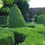  BUXUS BLADVOEDING GEBRUIKSKLAAR 750 ML