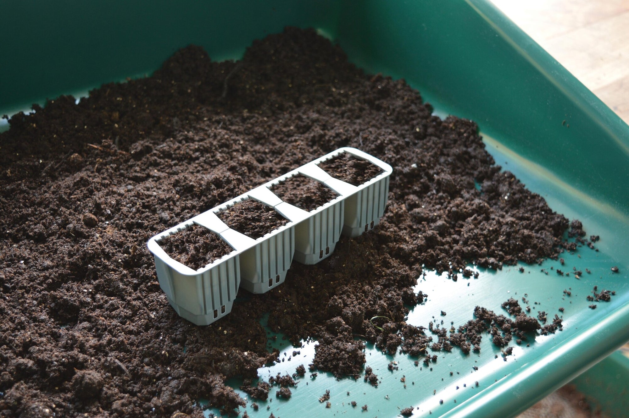 24 FAST ROOT PLANT CELLS