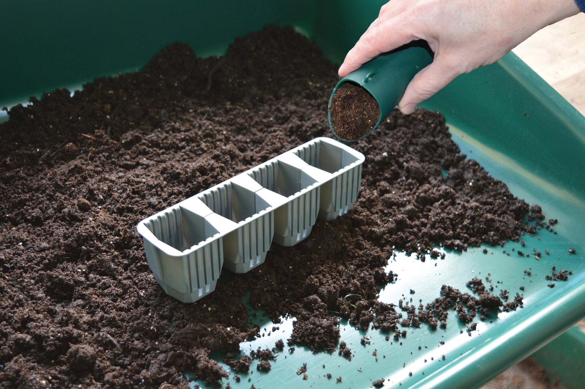 24 FAST ROOT PLANT CELLS