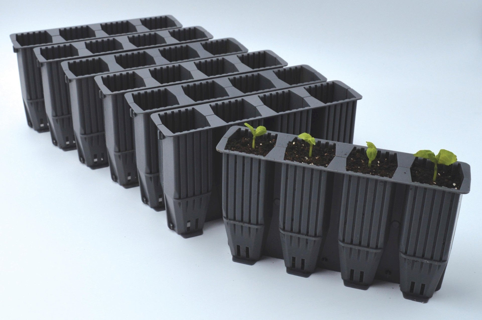 28 CELL DEEP ROOT PLANT CELLS