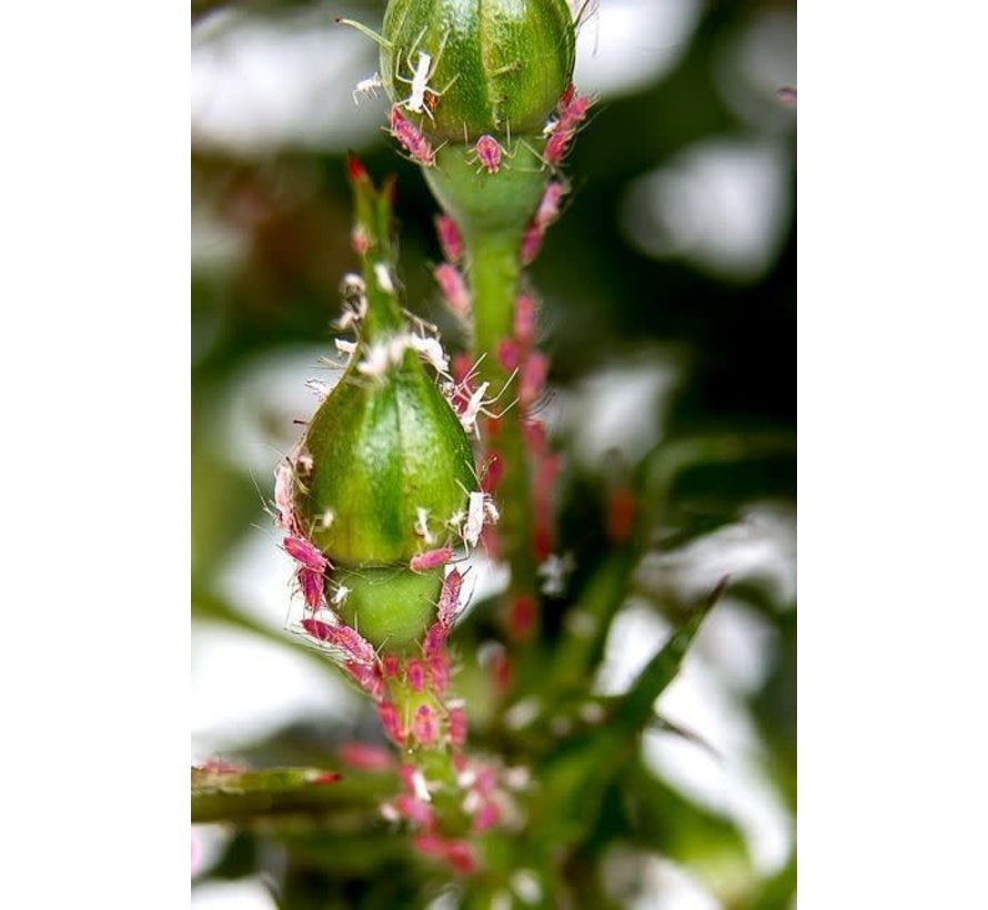 OGF Garlic 1 liter Anti Ongedierte Knoflookextract