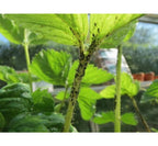 OGF Garlic 1 liter Anti Ongedierte Knoflookextract