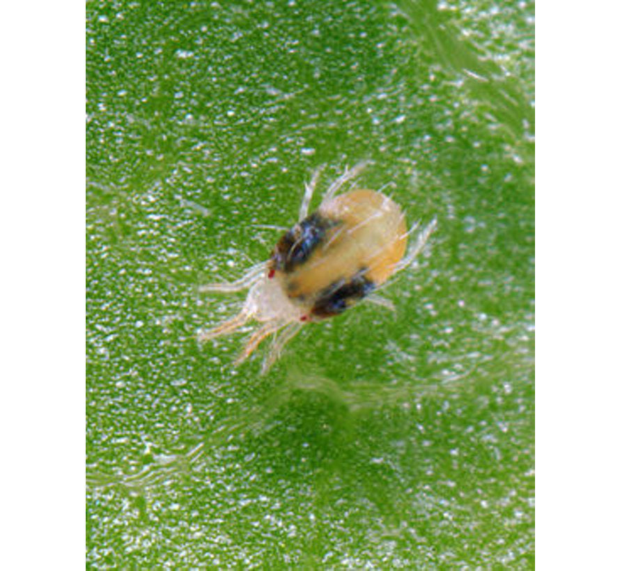  OGF Garlic 500 ml Anti Ongedierte Knoflookextract