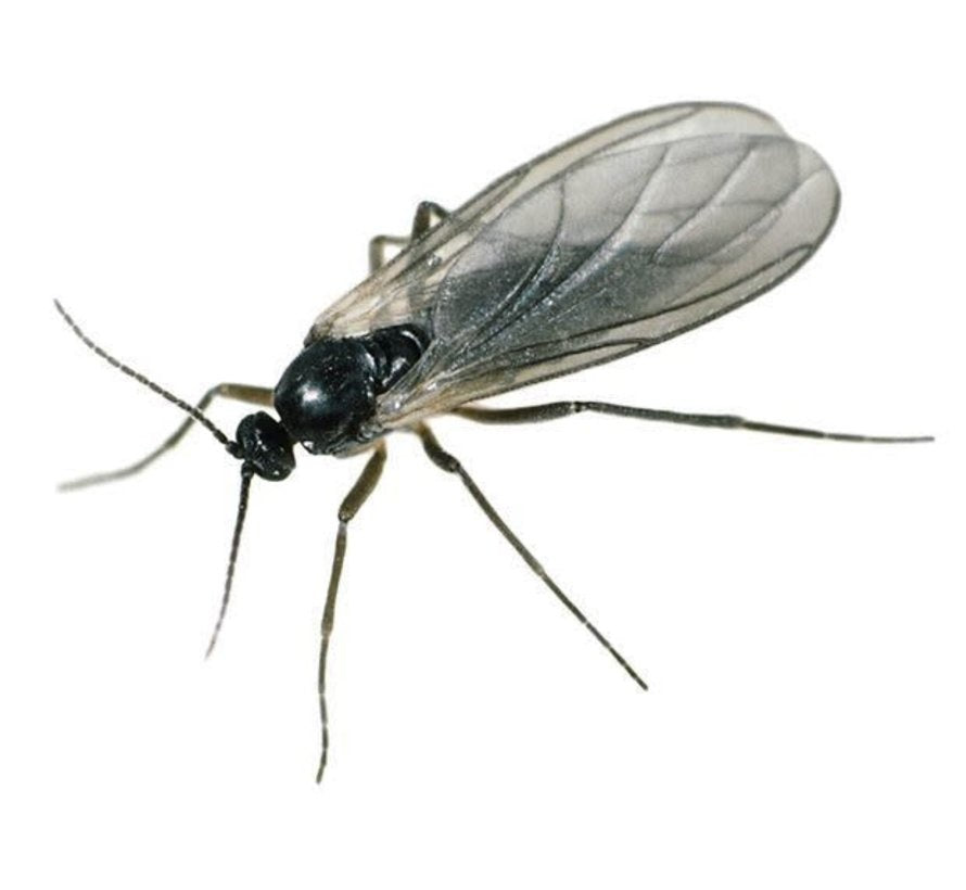  OGF Garlic 500 ml Anti Ongedierte Knoflookextract